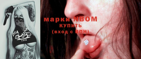 сатива Новозыбков