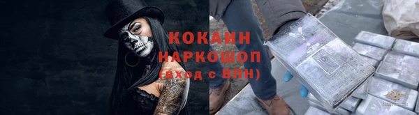 сатива Новозыбков